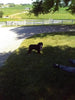 AKC Registered Bernese Mountain Dog For Sale Sugarcreek OH Male-Leo