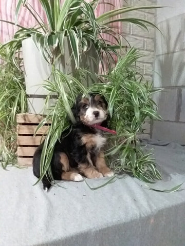Mini F1B Bernedoodle For Sale Millersburg OH Female-Demi