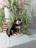 Mini F1B Bernedoodle For Sale Millersburg OH Female-Demi