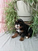 Mini F1B Bernedoodle For Sale Millersburg OH Female-Dawn