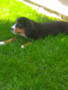 AKC Registered Bernese Mountain Dog For Sale Sugarcreek OH Female-Lola