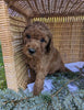 Mini Goldendoodle For Sale Fredericksburg OH Male-Pooh Bear