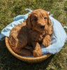 Mini Goldendoodle For Sale Fredericksburg OH Male-Charles