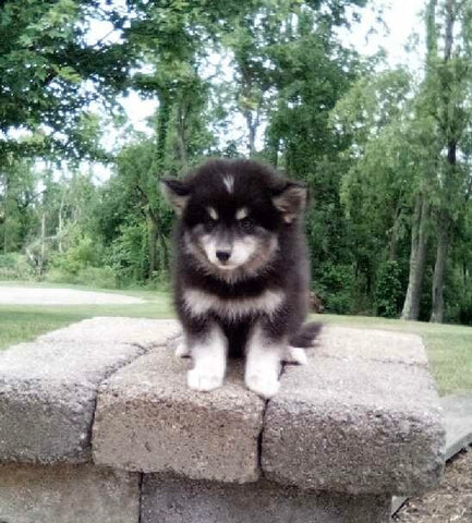 Pomsky For Sale Holmesville OH Female-Mindy