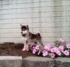 Pomsky For Sale Holmesville OH Male-Milo