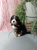 Mini F1B Bernedoodle For Sale Millersburg OH Male-Dawson