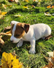 Jack Russell Terrier For Sale Fredericksburg OH Male-Bodie
