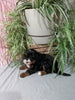 Mini F1B Bernedoodle For Sale Millersburg OH Female-Dawn
