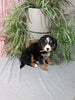 Mini F1B Bernedoodle For Sale Millersburg OH Female-Delilah