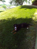 AKC Registered Bernese Mountain Dog For Sale Sugarcreek OH Male-Leo