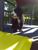 Mini Bernedoodle For Sale Sugarcreek OH Female-Mistletoe