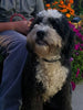 Mini Bernedoodle For Sale Sugarcreek OH Female-Bella