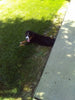 AKC Registered Bernese Mountain Dog For Sale Sugarcreek OH Female-Lola