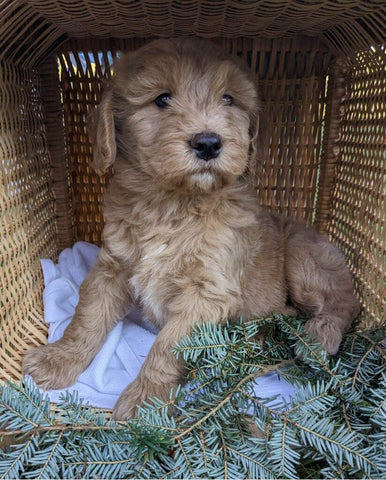 Mini Goldendoodle For Sale Fredericksburg OH Male-Teddy
