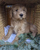 Mini Goldendoodle For Sale Fredericksburg OH Male-Teddy