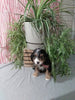 Mini F1B Bernedoodle For Sale Millersburg OH Female-Demi