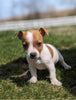 Jack Russell Terrier For Sale Fredericksburg OH Male-Charlie