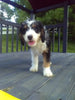 Mini Bernedoodle For Sale Sugarcreek Oh Male-Zach