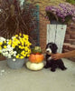 Mini Bernedoodle For Sale Sugarcreek OH Female-Mistletoe
