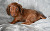 ACA Long Haired Dachshund For Sale Fredericksburg OH Male Mickey