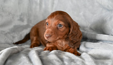 ACA Long Haired Dachshund For Sale Fredericksburg OH Male Mickey