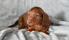 ACA Long Haired Dachshund For Sale Fredericksburg OH Male Mickey