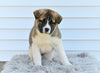 AKC Akita For Sale Millersburg OH Female-Molly