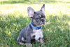 AKC Registered French Bulldog For Sale Wooster OH Male-Parkin