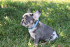 AKC Registered French Bulldog For Sale Wooster OH Male-Parkin
