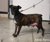 AKC Registered Boxer For Sale Fredericksburg OH Female-Patty