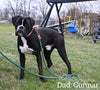 AKC Registered Boxer For Sale Fredericksburg OH Female-Kelsey