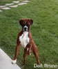 AKC Registered Boxer For Sale Fredericksburg OH Female-Jane