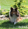 ACA Registered Shetland Sheepdog For Sale Baltic OH Female-Samantha