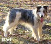 ABCA Registered Border Collie For Sale Warsaw OH Female-Stella