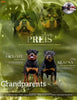 AKC Registered Rottweiler For Sale Sugarcreek OH Female-Harper
