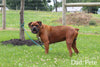 Boxer For Sale Fredericksburg OH Female-Rita