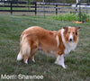 AKC Registered Collie Lassie For Sale Fredericksburg OH Female-Sadie