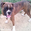 AKC Registered Boxer For Sale Fredericksburg OH Female-Mia