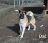 AKC Registered Akita For Sale Millersburg OH Female-Asha