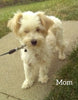 Maltipoo For Sale Holmesville OH Male-Marco