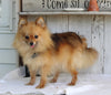 ACA Registered Pomeranian For Sale Millersburg OH Male-King