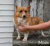 ACA Registered Welsh Corgi For Sale Millersburg OH Female-Chanel