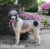 AKC Registered Standard Poodle For Sale Millersburg OH Male-Max