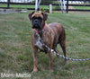 AKC Registered Boxer For Sale Fredericksburg OH Female-Mila