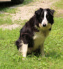 ABCA Registered Border Collie For Sale Warsaw OH Female-Bella