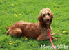 Mini Goldendoodle For Sale Millersburg OH Male-Earl