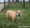Boxer/Bulldog For Sale Fredericksburg OH Female-Brandy