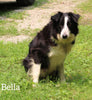 ABCA Registered Border Collie For Sale Warsaw OH Male-Buddy