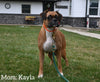 AKC Registered Boxer For Sale Fredericksburg OH Female-Kora