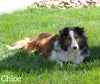 ACA Registered Shetland Sheepdog For Sale Baltic OH Female-Erica